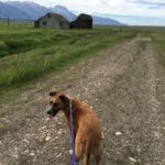 She's enjoying the Grand Teton view, but her guts are a mess. 